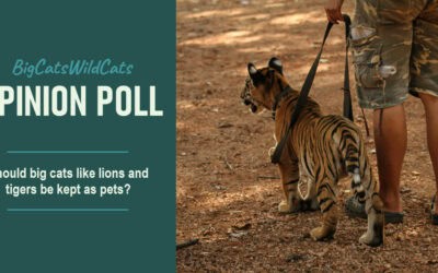 New Poll: Majority Say Big Cats Don’t Belong in Homes