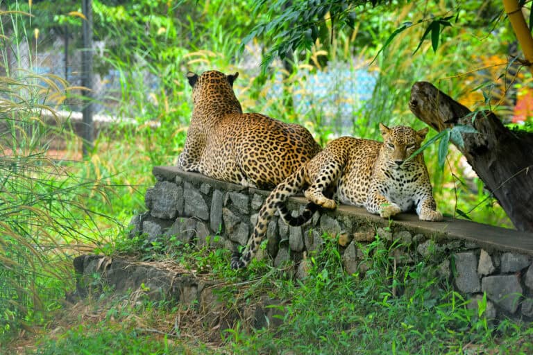 Sri Lankan open air zoo