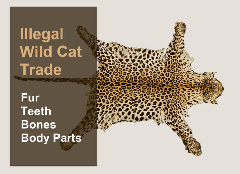 the illegal wild cat trade -fur teeth bones
