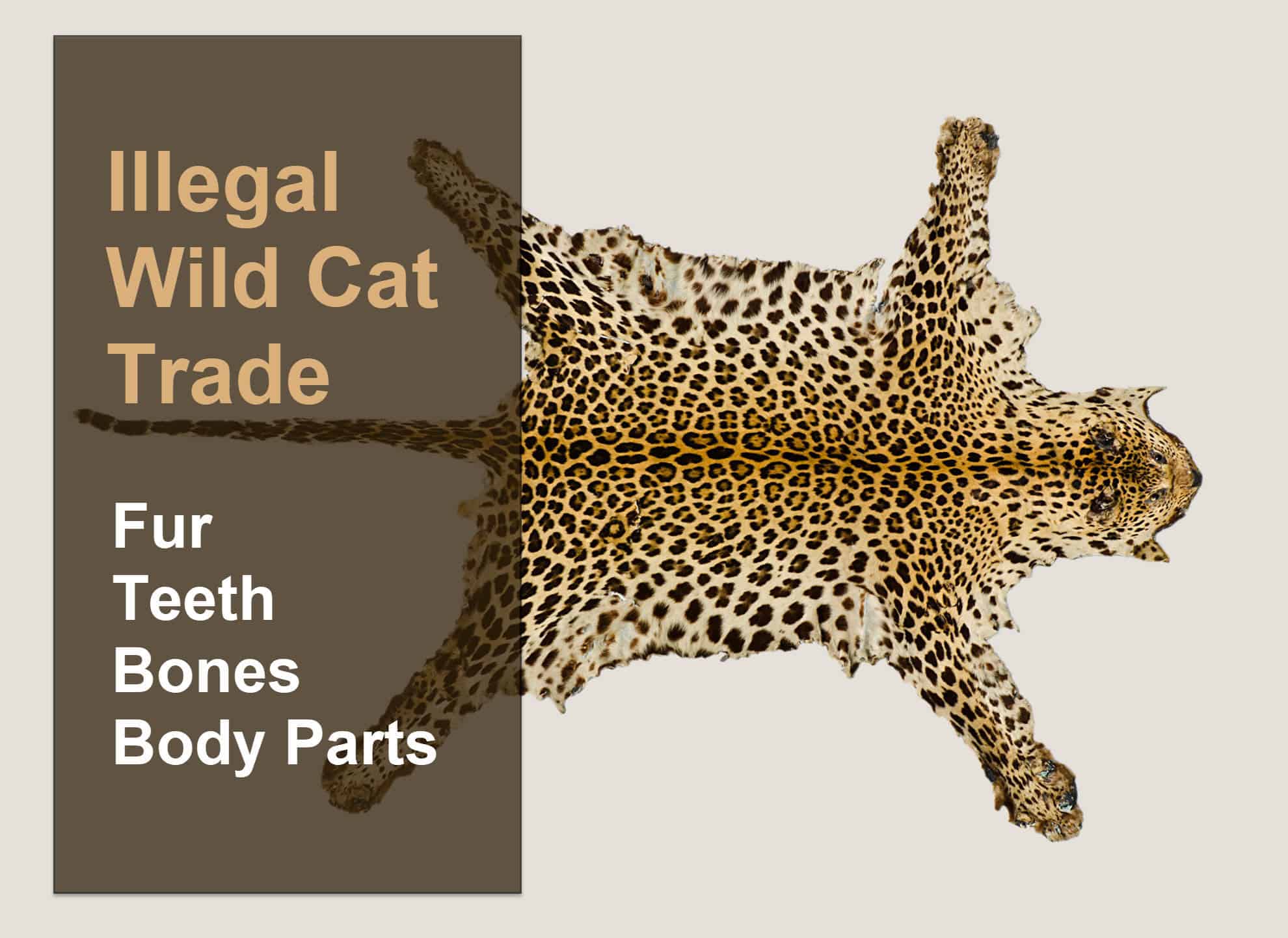 the illegal wild cat trade -fur teeth bones