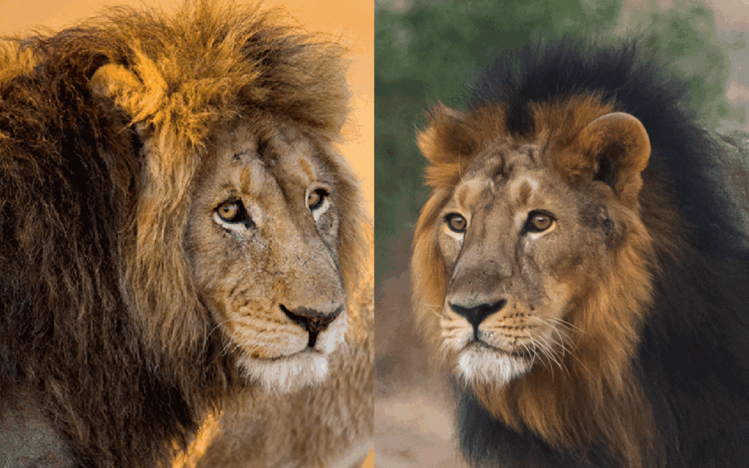 Guide to Asiatic Lion vs. African Lion
