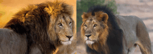 An African vs. Asiatic lion