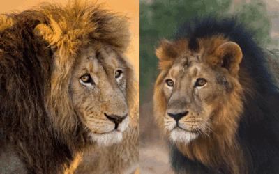 Guide to Asiatic Lion vs. African Lion
