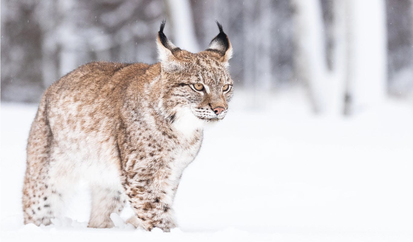 lynx on the hunt in winter