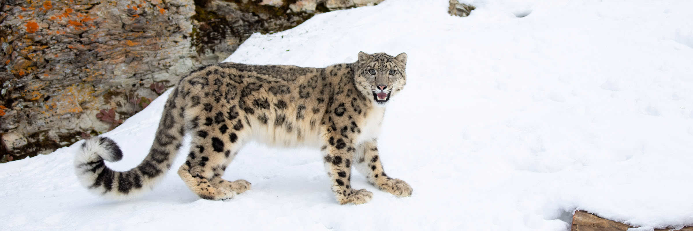 snow leopard on rocks