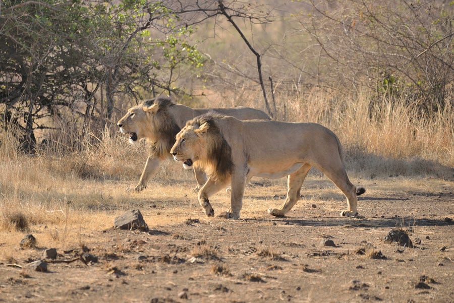 two male lions in Gir Forest