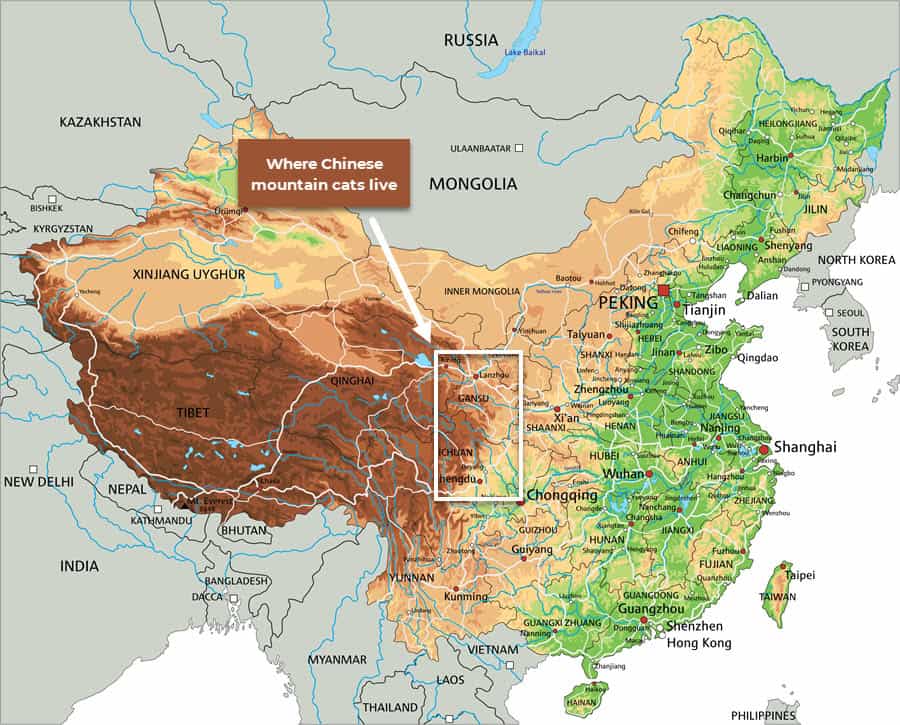 where chinese mountain desert cats live where chinese mountain desert cats live