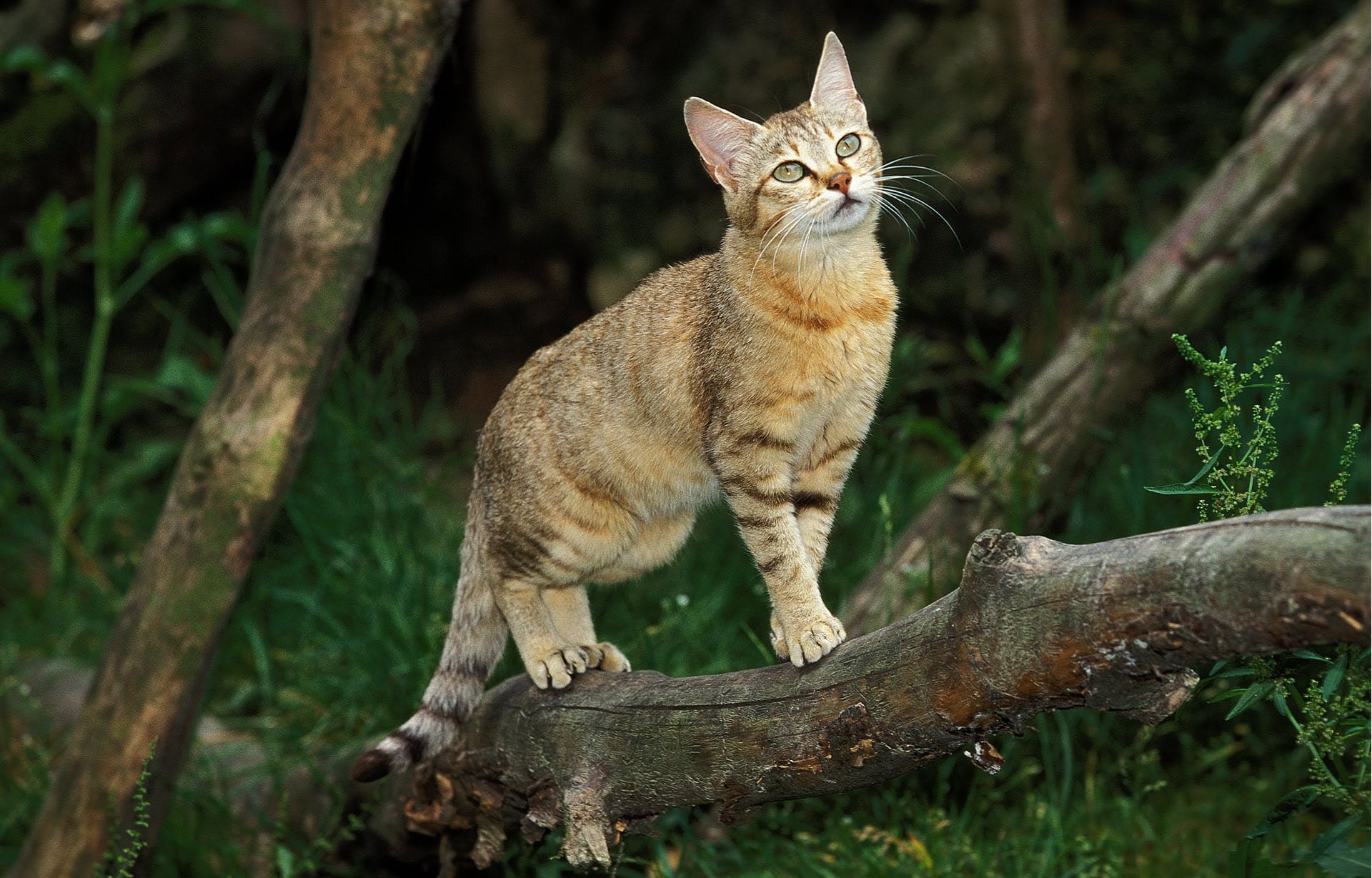 The African wildcat was domesticated