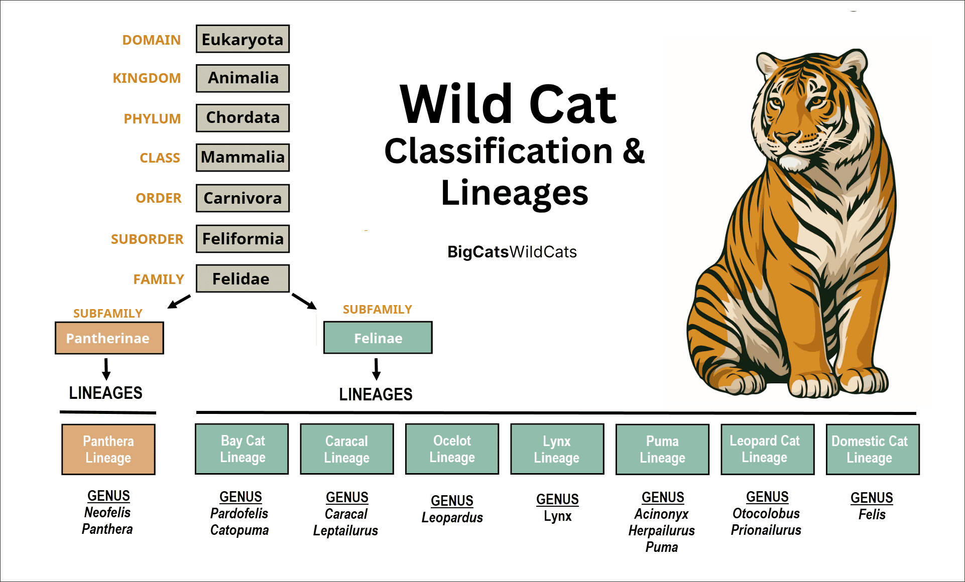 Wild Cat Biological Classification (Cat Classification) - BigCatsWildCats