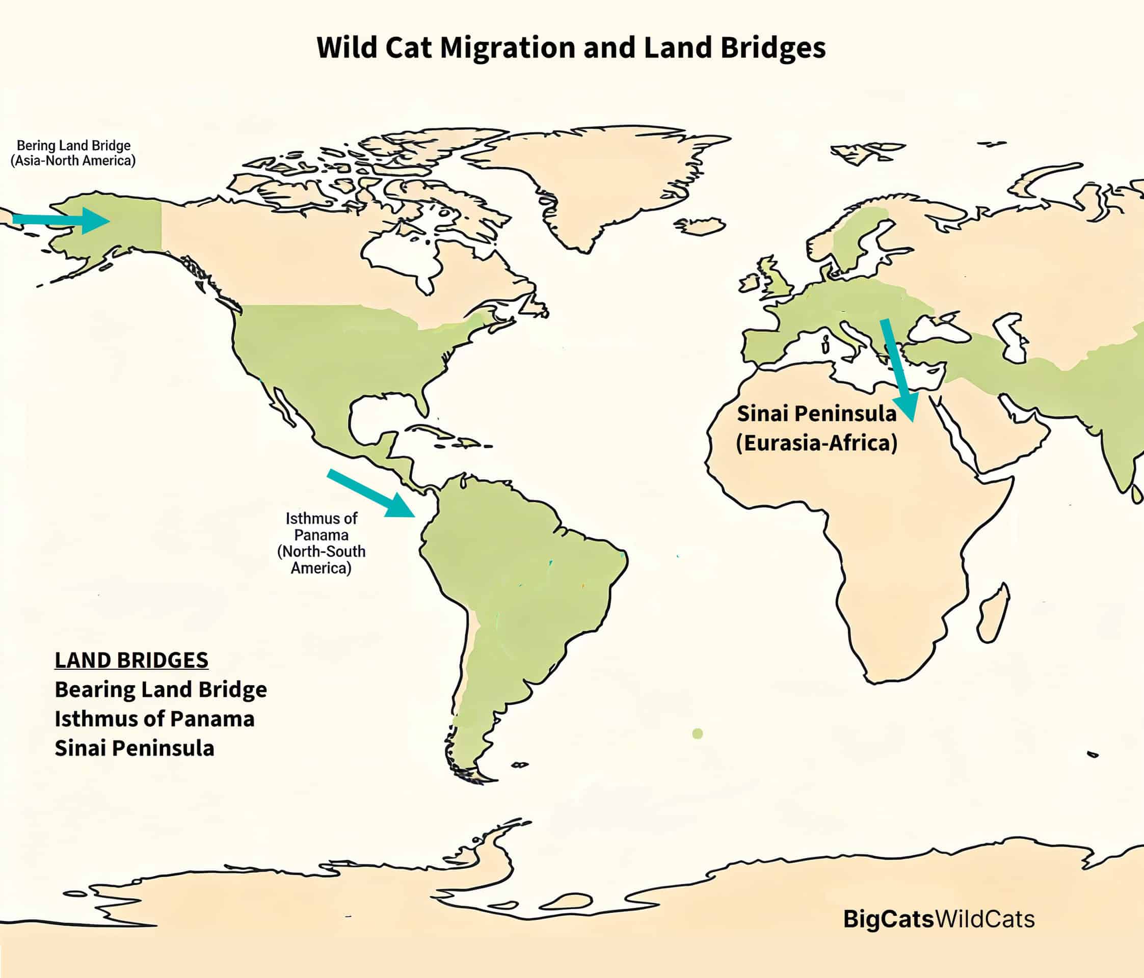 Wild Cat Migration Land Bridges