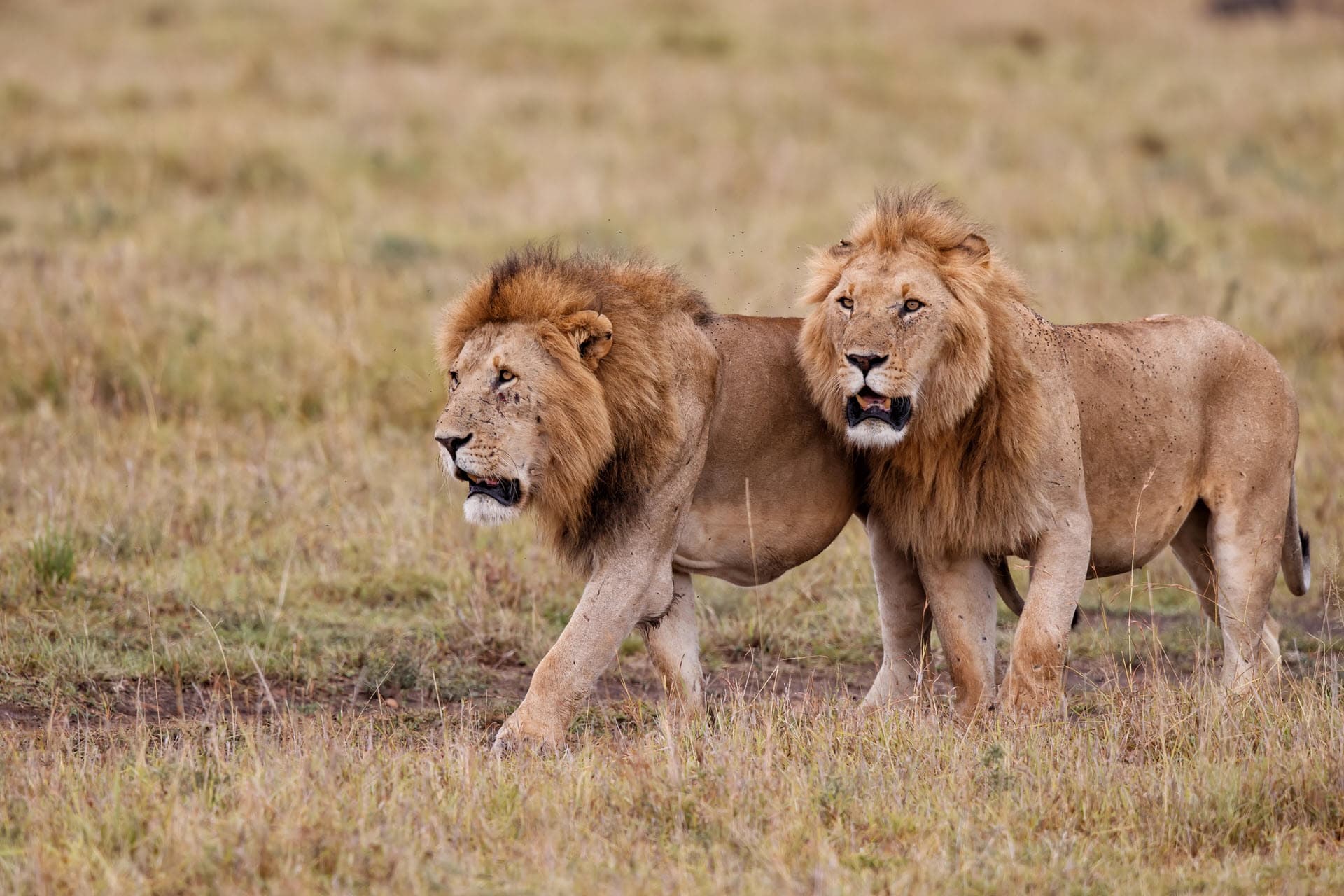 big cat lions in the grass