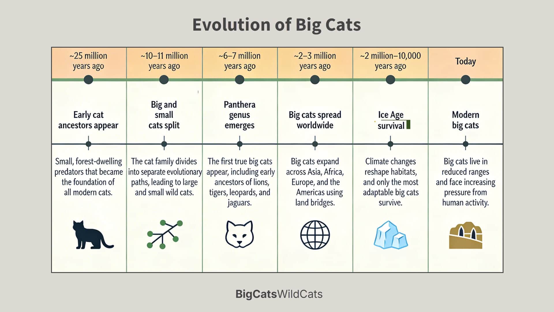 Evolution of big cats