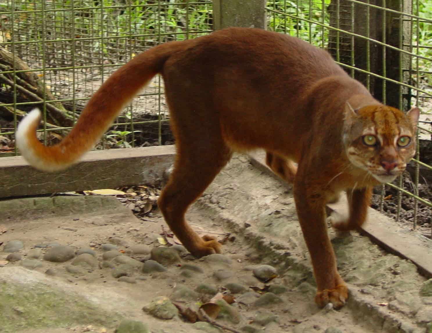 jim sanderson bay cat
