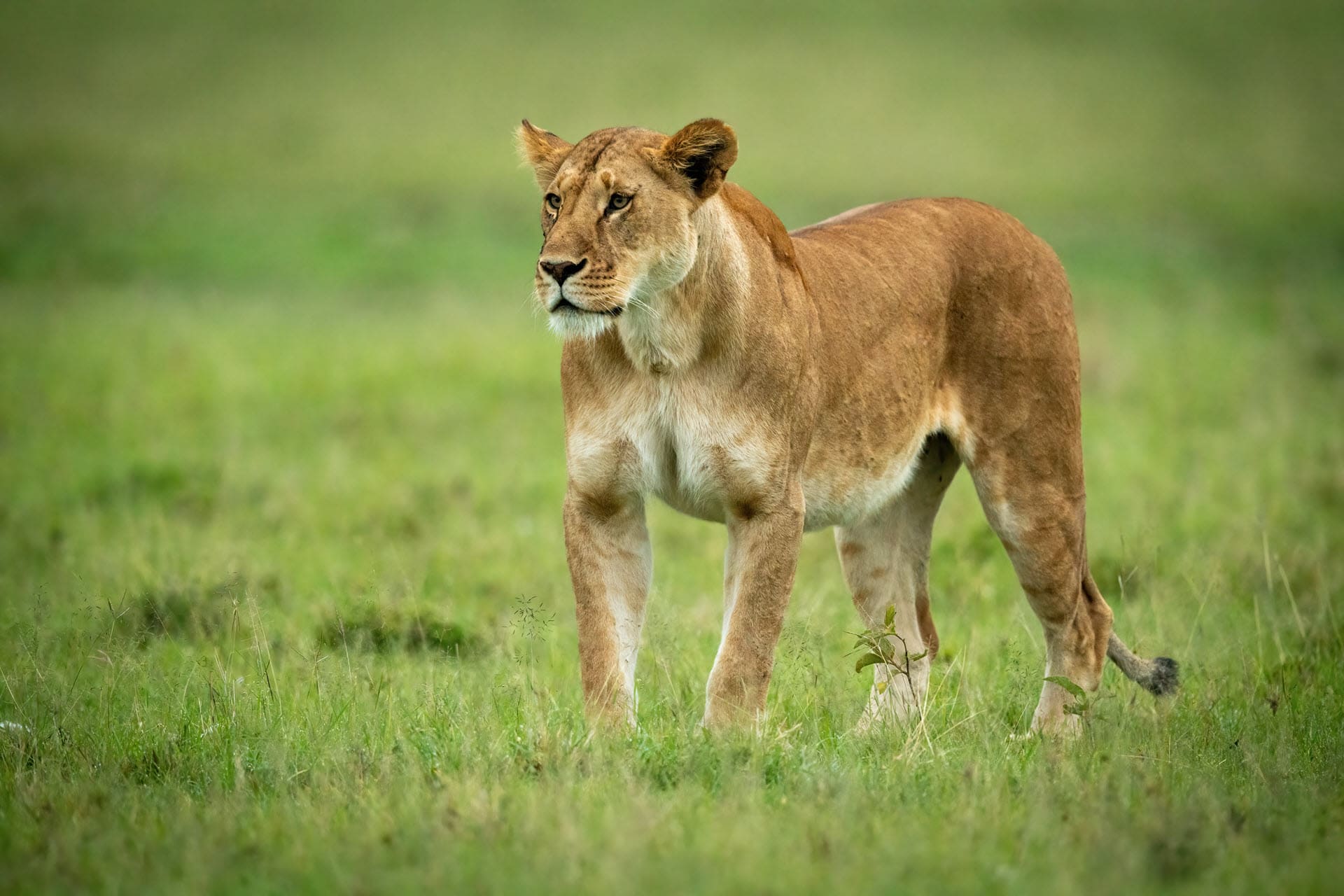 lioness standing on the grass