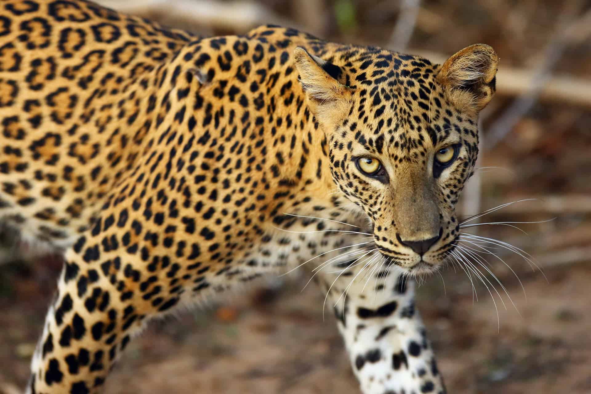 sri lankan leopard wild cat