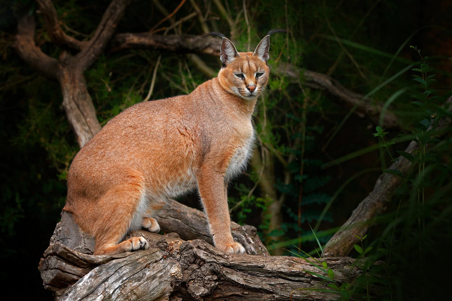 the caracal is a medium-sized wild cat