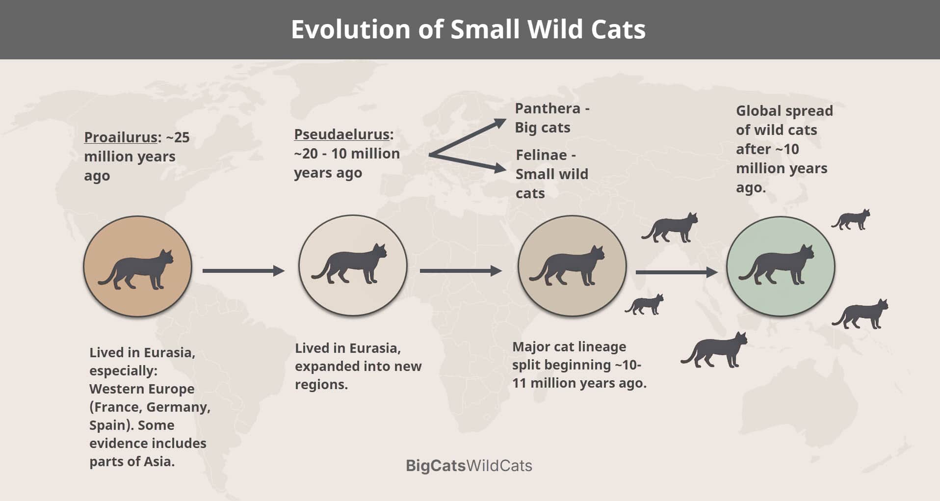 the evolution of small wild cats