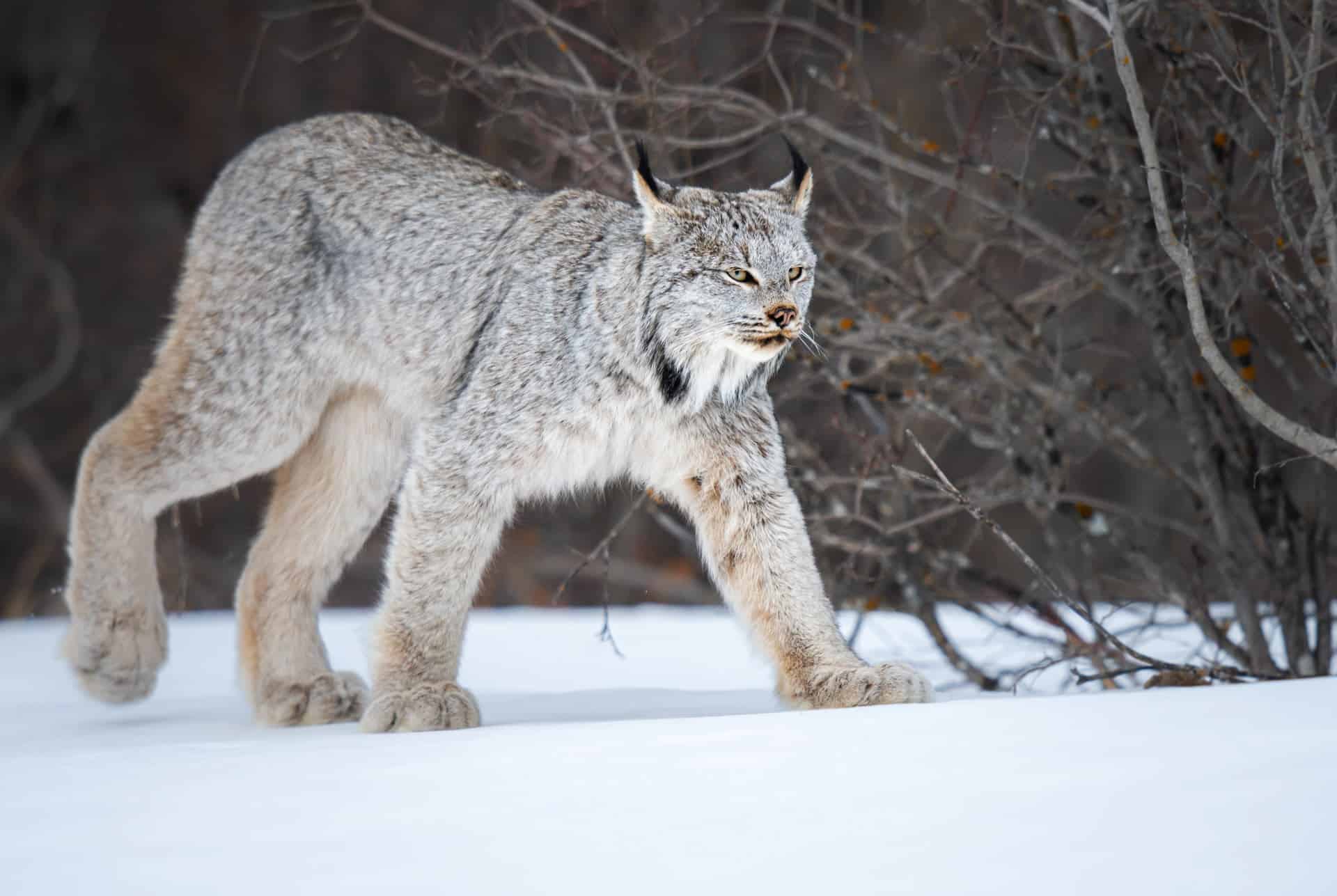 Canada lynx walking in the snow