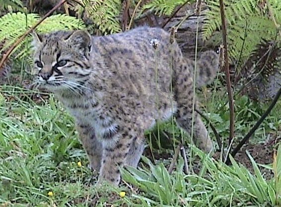Guigna - Kodkod from the small wild cat list.