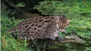 IUCN Red List Explained - Fishing Cat