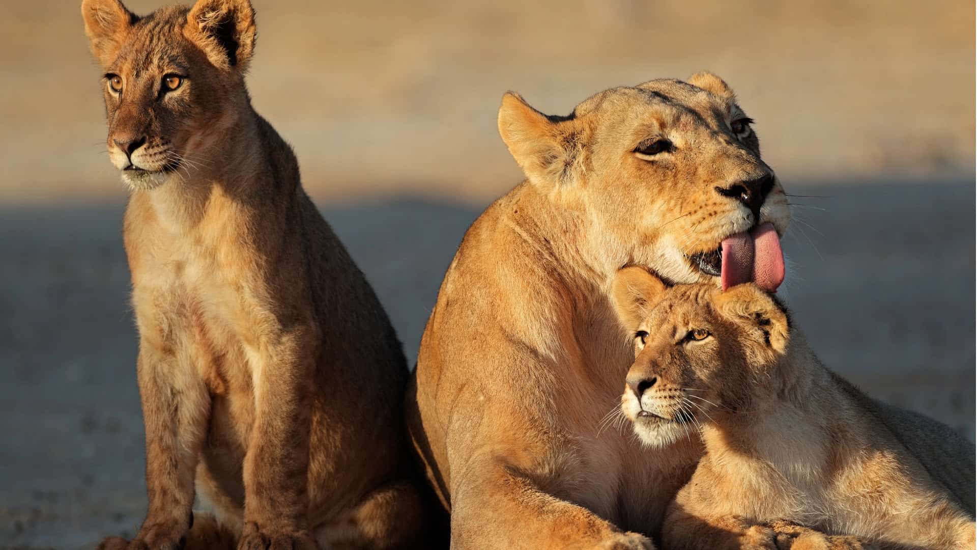 big cat conservation - lions