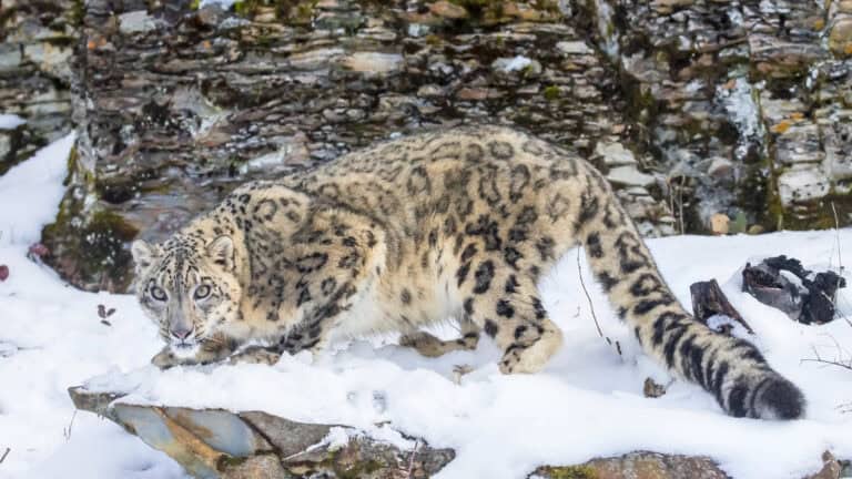 big cat conservation - snow leopard