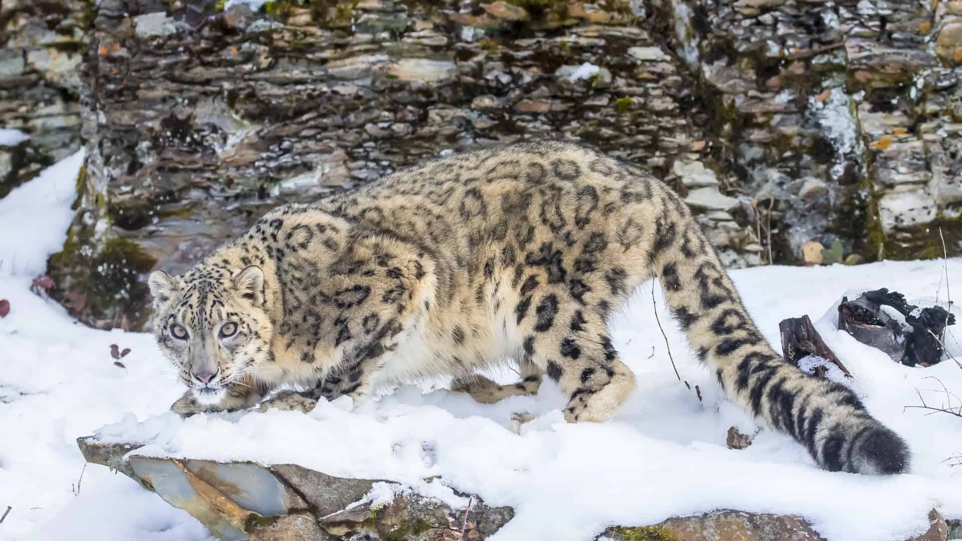 big cat conservation - snow leopard