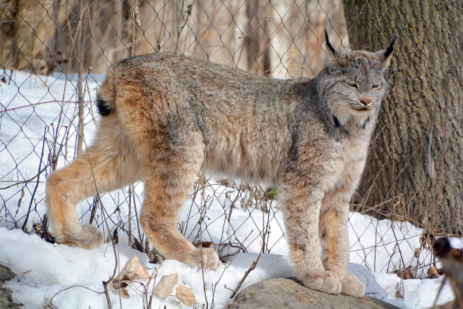 canada lynx walking by a tree