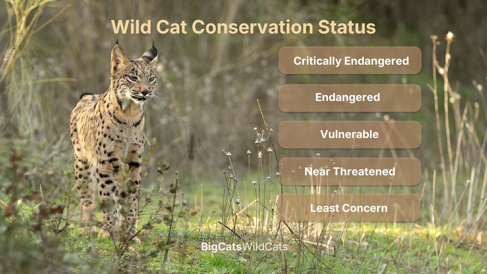conservation status of wild cats - overview