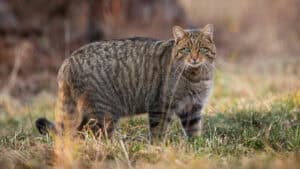 Th European wildcat - the small wild cat list