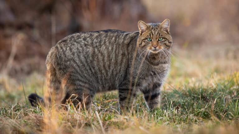 Th European wildcat - the small wild cat list