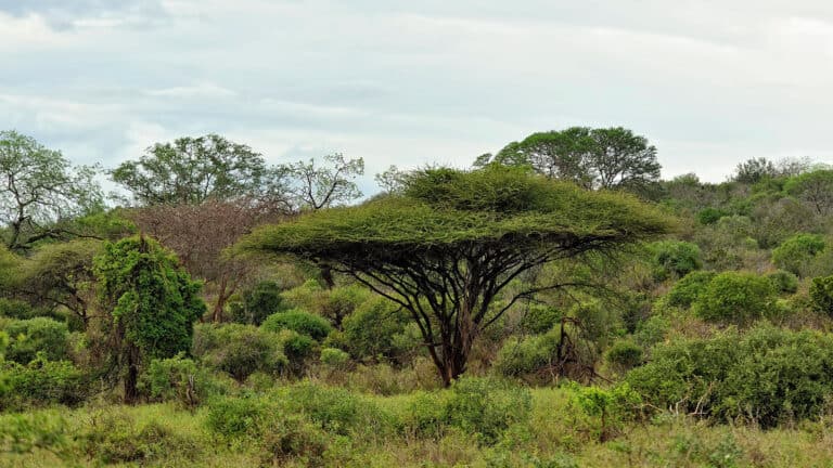 lush african landscape