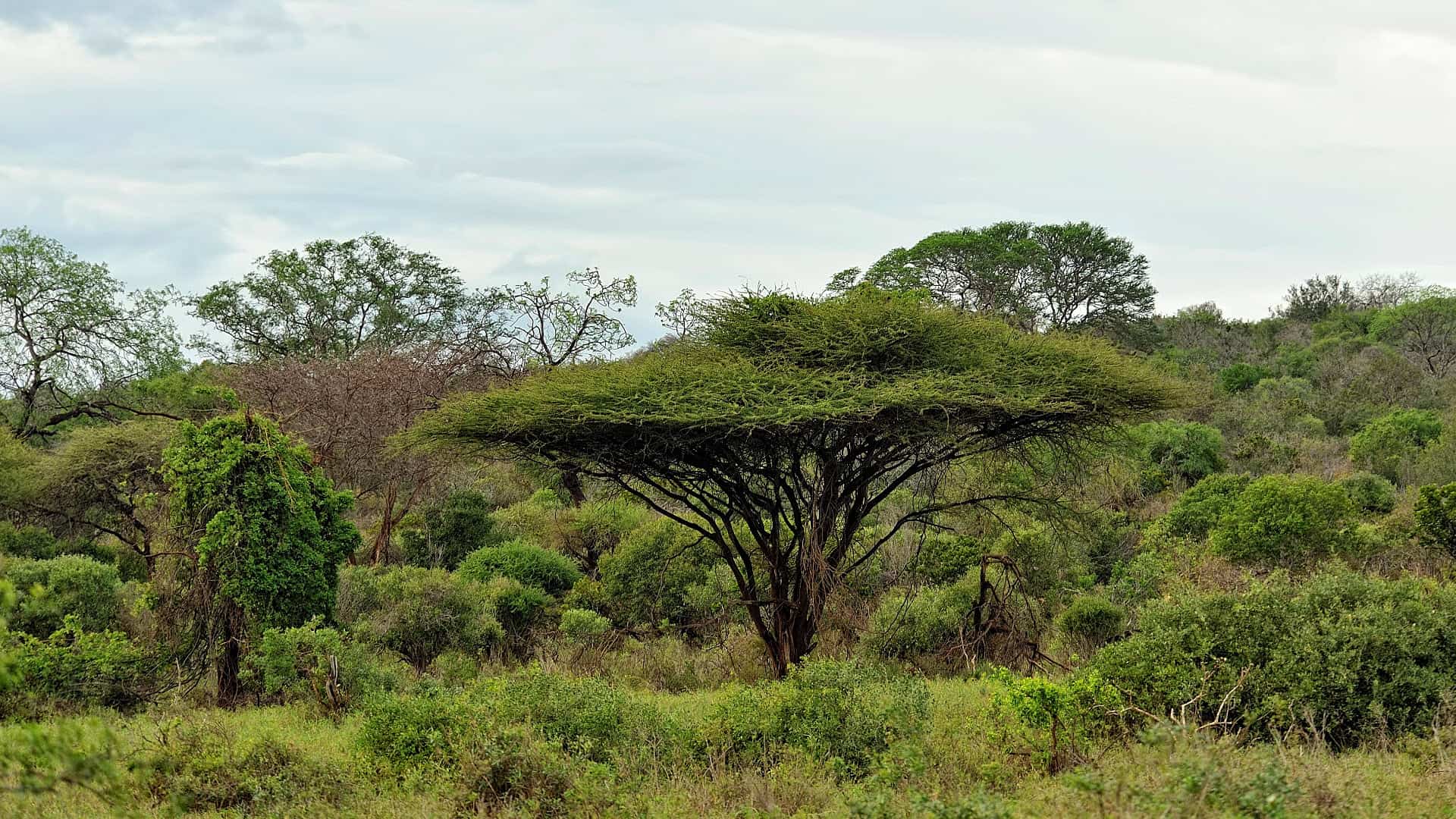lush african landscape