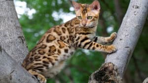 Bay cat lineage - marbled cat