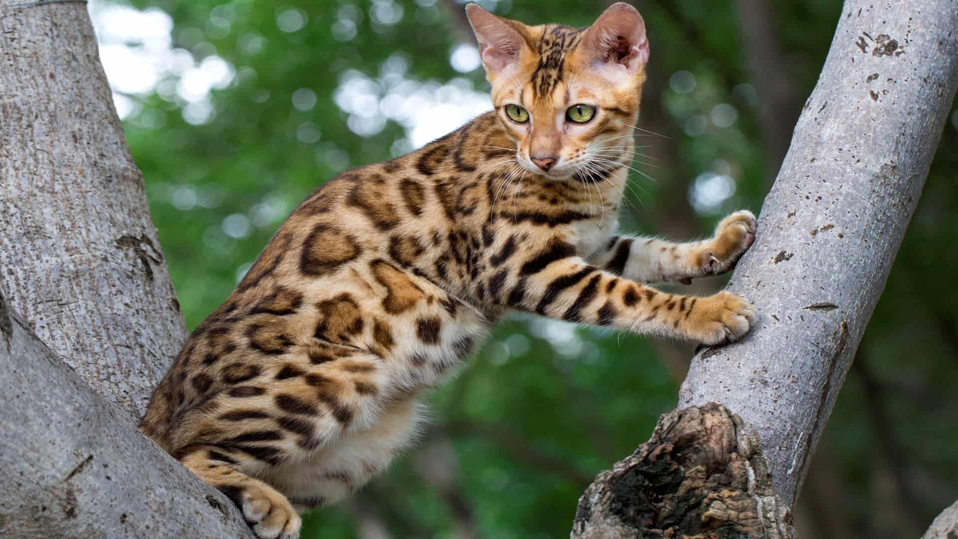Bay cat lineage - marbled cat