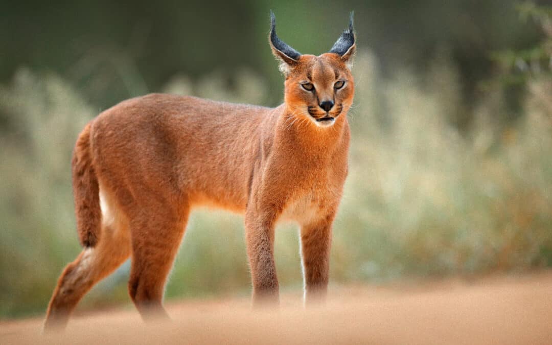 The Medium-Sized Wild Cats Between Big and Small