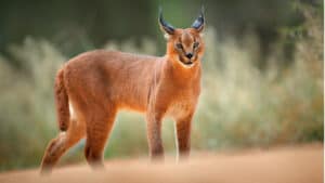 medium sized wild cat - caracal