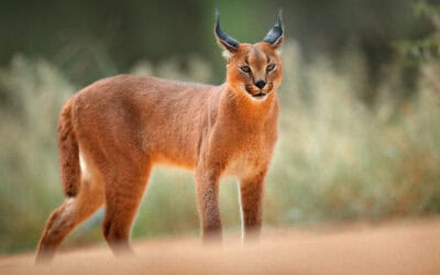 The Medium-Sized Wild Cats Between Big and Small