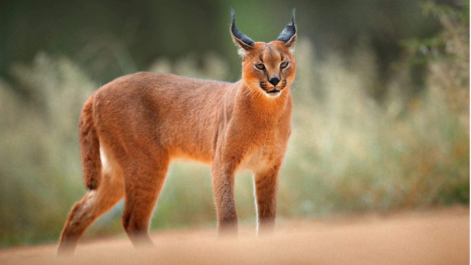 medium sized wild cat - caracal