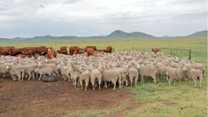 ranching in south africa - communtiy conservation