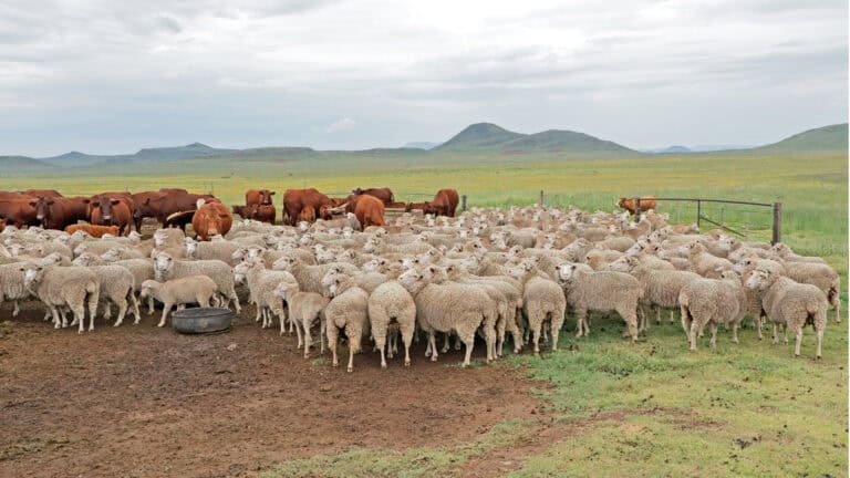 ranching in south africa - communtiy conservation