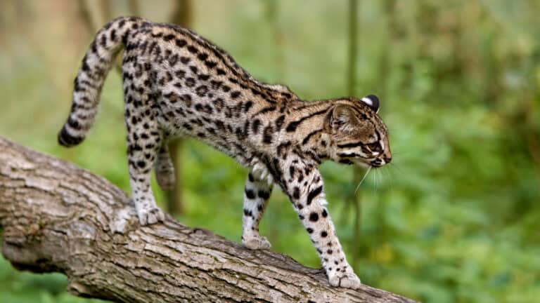 small wild cat conservation - oncilla