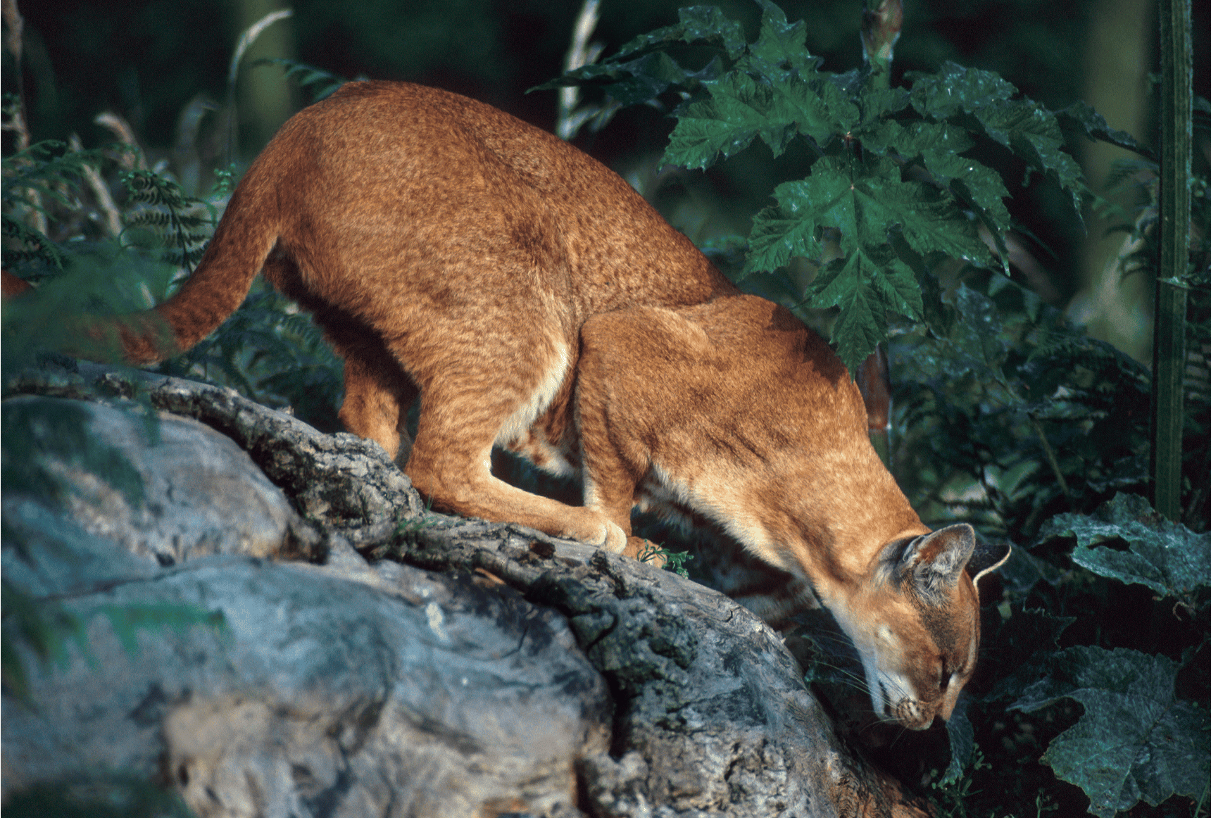 Medium-sized wild cat - the African golden cat