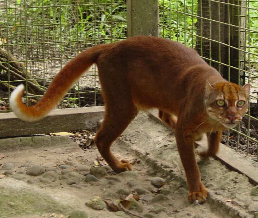 the borneo bay cat on the small wild cat list