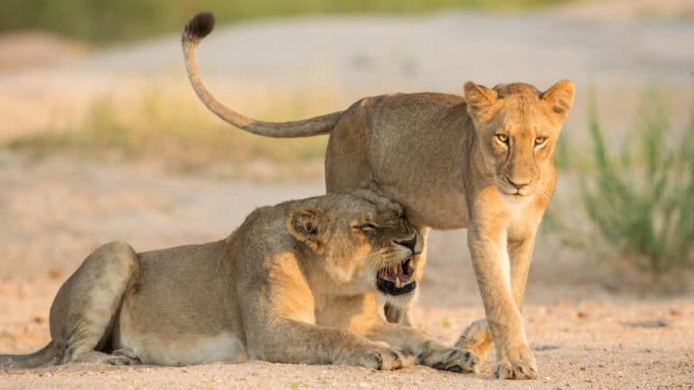 wild cat conservation solutions - lions