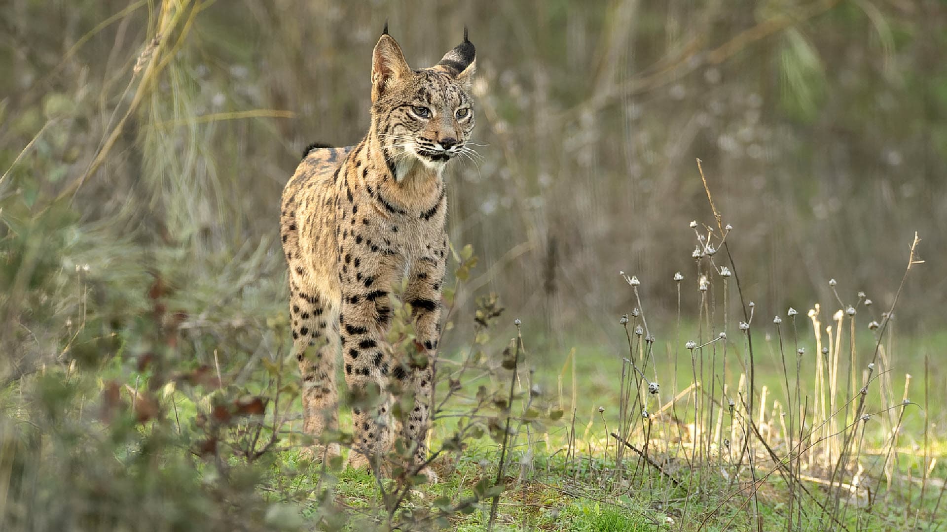 wild cat conservation status - Iberian lynx