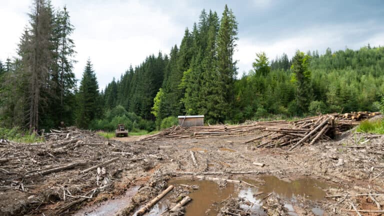 wild cat conservation threats - deforestation