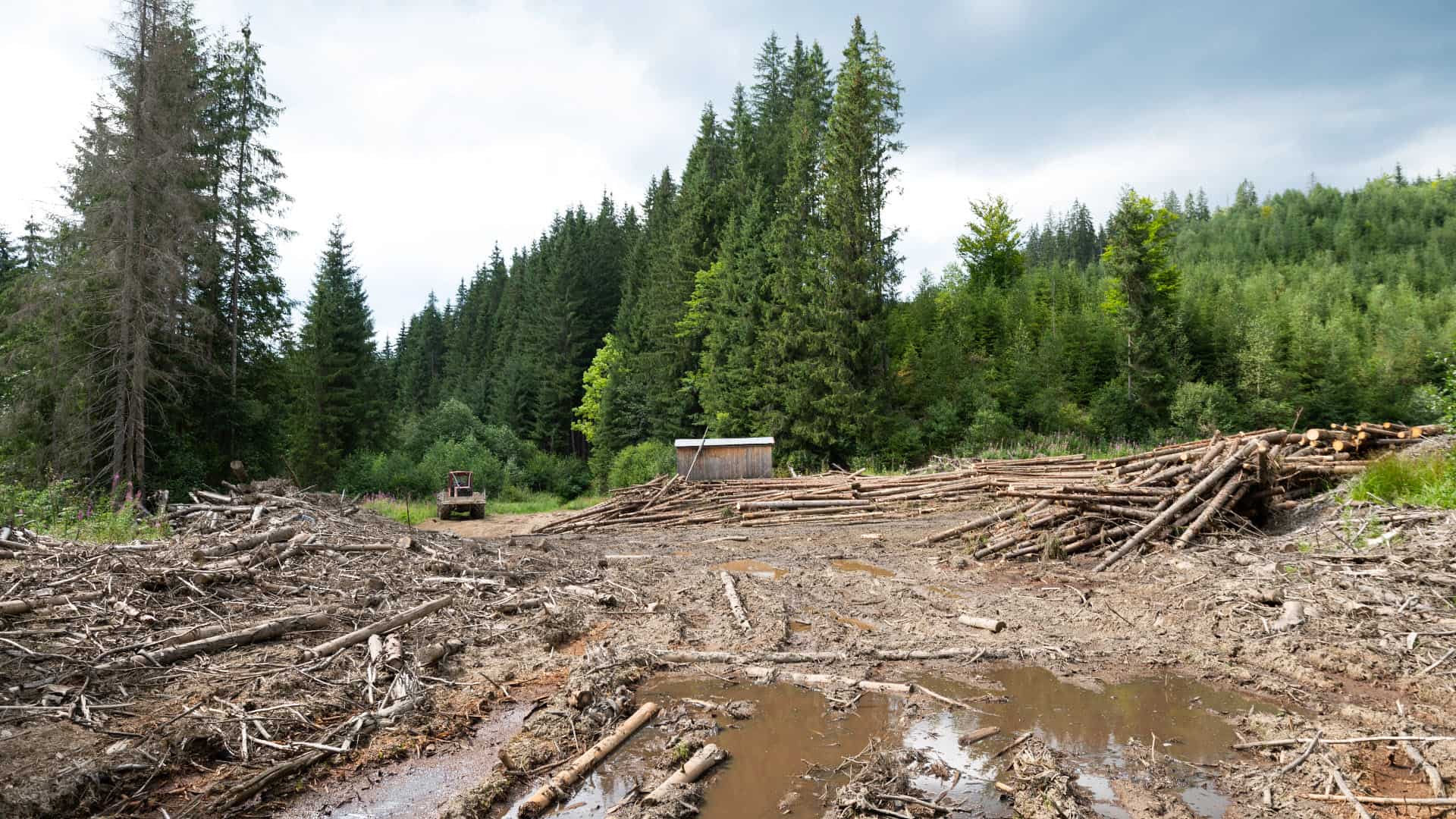 wild cat conservation threats - deforestation