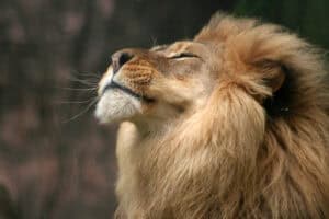Wild cats - lion