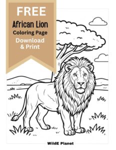 African Lion Coloring Page